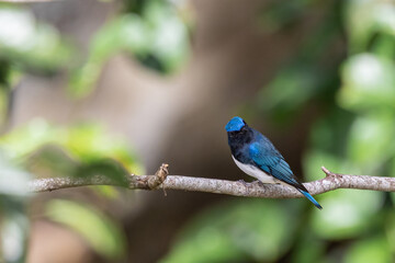 Beautiful blue color bird known as Rufous Vented Flycatcher perched on a tree branch at nature...