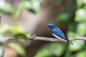 Obraz premium Beautiful blue color bird known as Rufous Vented Flycatcher perched on a tree branch at nature habits in Sabah, Borneo