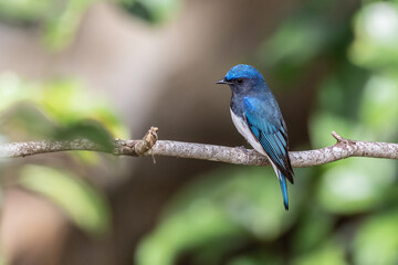 Beautiful blue color bird known as Rufous Vented Flycatcher perched on a tree branch at nature habits in Sabah, Borneo