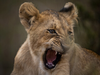 Lion cub yawning against a clean background