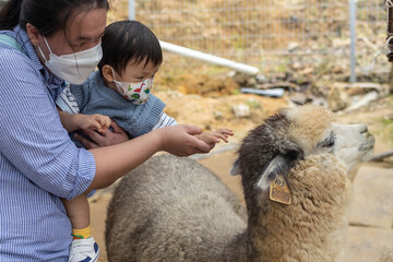 Happy Asian Chinese Mother with 1-2 years child taking picture with cute alpacas animal at...