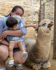 Happy Asian Chinese Mother with 1-2 years child taking picture with cute alpacas animal at...