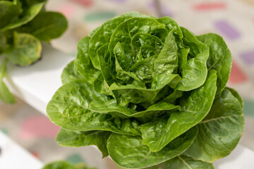 Organic Hydroponic butterhead leaf lettuce vegetables plantation in aquaponics system in Kundasang, Sabah, Malaysia