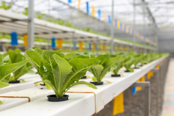 Organic Hydroponic butterhead leaf lettuce vegetables plantation in aquaponics system in Kundasang, Sabah, Malaysia