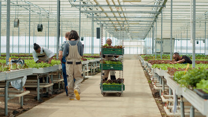 Aafrican american greenhouse worker pushing rack with lettuce saying hello to colleagues holding laptop planing delivery. Woman moving harvest while farmers with portable computer manage business.