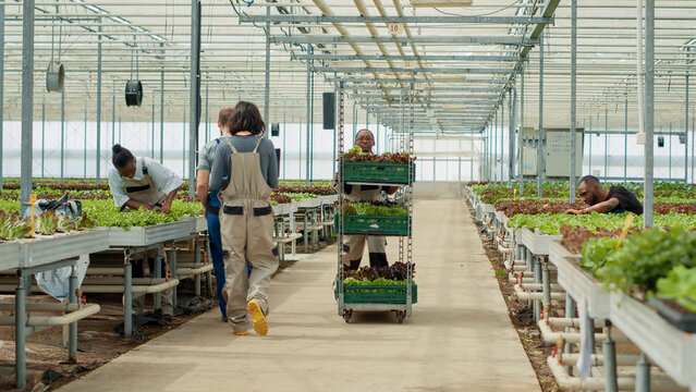 Aafrican american greenhouse worker pushing rack with lettuce saying hello to colleagues holding laptop planing delivery. Woman moving harvest while farmers with portable computer manage business.