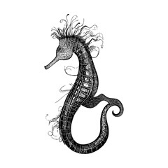 Marine seahorse isolated small fish with curved tail and flippers monochrome sketch icon. Vector sea horse small marine fish, aquatic creature mascot, sea-horse underwater animal, Hippocampus drawing - obrazy, fototapety, plakaty