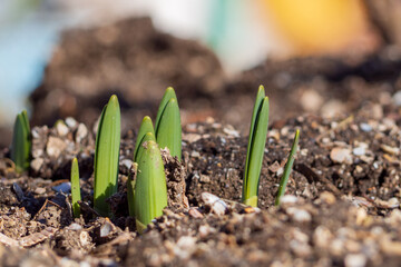 GREEN SHOOTS OF DAFFODILS SPROUT IN EARLY SPRING MACRO PHOTO. A new life comes in the spring