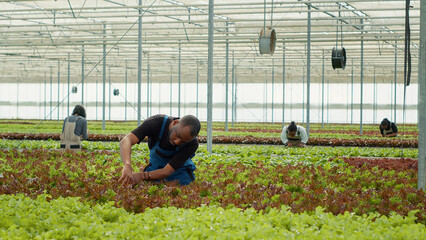African american organic farmer cultivating different types of lettuce inspecting plants doing quality control before harvesting. Diverse workers in hydroponic enviroment gathering vegetables crops. - obrazy, fototapety, plakaty