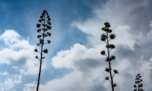 tallos de maguey y cielo