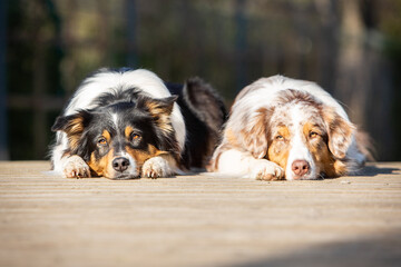 australian shepherd dogs in the park in spring