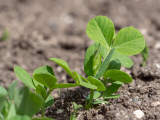 Close-up of green pea shoots in the open ground. Small plants as the beginning of a new life