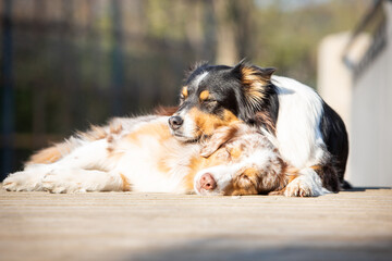 australian shepherd dogs in the park in spring