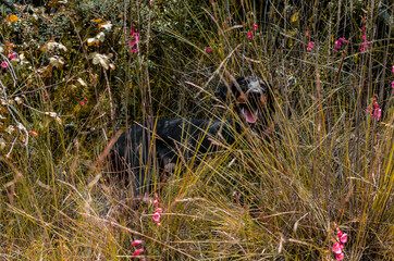 doberman acostado detrás de plantas