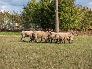 Obraz premium sheep in the field