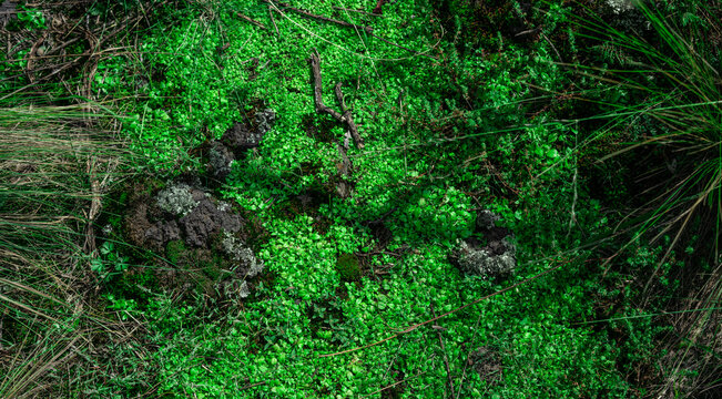 textura de enredadera verde