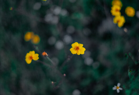 flor amarilla