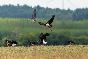 Group of black storks flying from a field