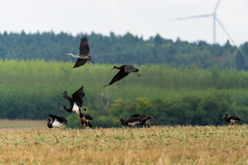 Group of black storks flying from a field