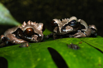 Two crowned tree frogs on a plant