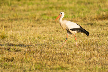 European white stork searching for food in a meadow