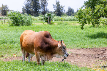 Cow grazing on green meadow in Kinmen of Taiwan