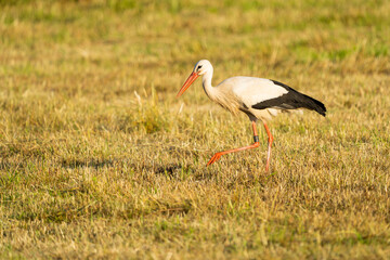 Obraz na płótnie Canvas European white stork searching for food in a meadow