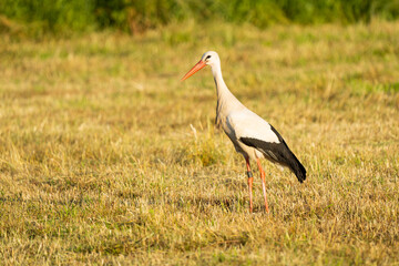 European white stork searching for food in a meadow