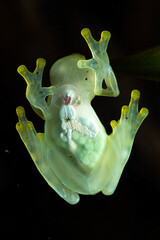 Reticulated glass frog sitting on glass photographed from the bottom
