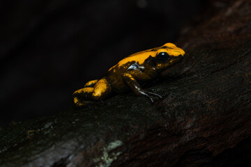Closeup of a golden poison frog with unusual coloration
