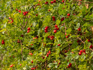 rose hips in autumn