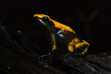 Closeup of a golden poison frog with unusual coloration