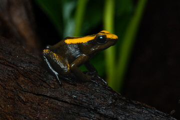 Closeup of a golden poison frog with unusual coloration