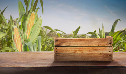 Sweet corn seeds with wooden crate and green leaves at Agriculture corn field. 3D illustration, of free space for your texts and branding. Food concepts.