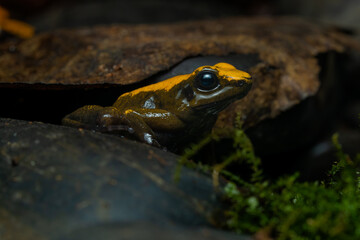 Closeup of a golden poison frog with unusual coloration