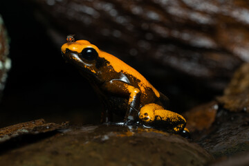 Closeup of a golden poison frog with unusual coloration