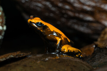 Closeup of a golden poison frog with unusual coloration