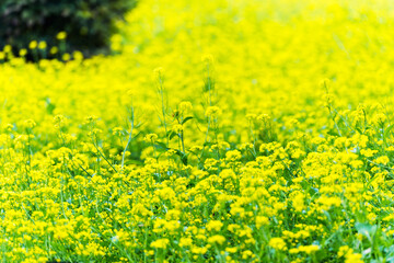 Yellow rapeseed flower