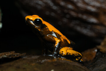 Closeup of a golden poison frog with unusual coloration