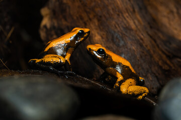 Closeup of two golden poison frogs with unusual coloration on a log