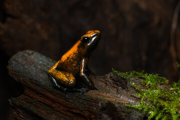 Closeup of a golden poison frog with unusual coloration