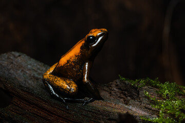 Closeup of a golden poison frog with unusual coloration