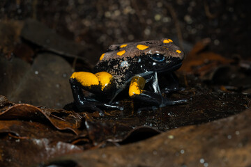 Closeup of a golden poison frog with unusual coloration eating its skin