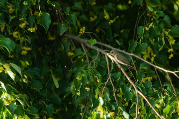 Spotted flycatcher in a tree