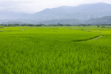 Paddy rice field in Yuli of Hualien in Taiwan