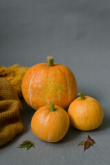 Vegetables pumpkin on a gray background
