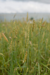 Fototapeta premium Wheat grows in the garden