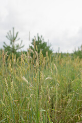 Wheat grows in the garden