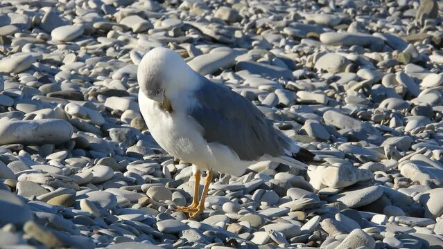 gull gull - a large yellow-eyed bird with a white body and gray wings cleans feathers in the early morning