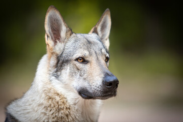 Naklejka na ściany i meble czechoslovakian wolfdog portrait in the forest